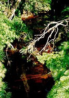 Stream near camp with Dipteris lobbii ferns. Photo by S.Yorath