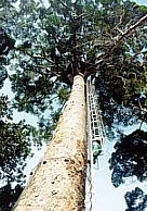 30m High Agathis Tree With Canopy Obsevation Platform at Camel Trophy Camp. Photo By P.Chong
