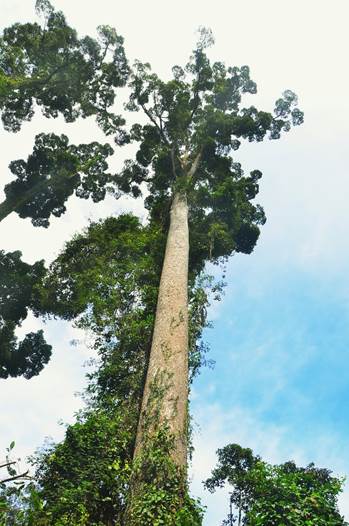 Description: C:\Users\PCIKK140\Desktop\HOB2017\HOB Packages Info (8Jan 2018) Correct\DVCA\DVCA1\Tallest tropical tree at DVCA.JPG