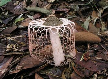 Description: C:\Users\PCIKK140\Desktop\DINISIAH OLD\PHOTOS\PHOTO FOR KK PHOTO WEEK\PHOTO WK\Maiden veil.jpg