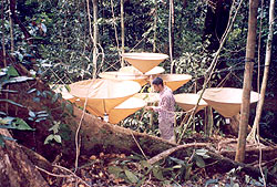 Assistant helping with insect specimen collection. Photo By S. Yorath